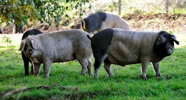 Nejlepší prasata masného plemene s fotografií: popis, výhody a nevýhody